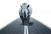 2019，中国经济如何正面抗击灰犀牛
